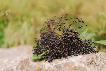 A cluster of ripe elderberries with deep purple-black fruit (Sambucus nigra). Elder, black elder....