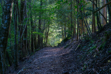 Obraz premium 川中自然公園 宮崎県東諸県郡綾町