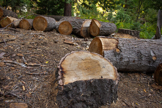 TRONCOS DE &Aacute;RBOL TALADO PARA LE&Ntilde;A CON CORTESA SECA