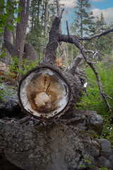 TRONCO DE ÁRBOL CORTADO EN EL BOSQUE