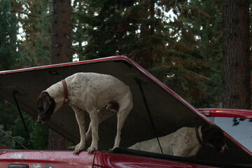 PERRO GALGO MANTENIENDO EL EQUILIBRIO SOBRE CAJA DE CAMIONETA