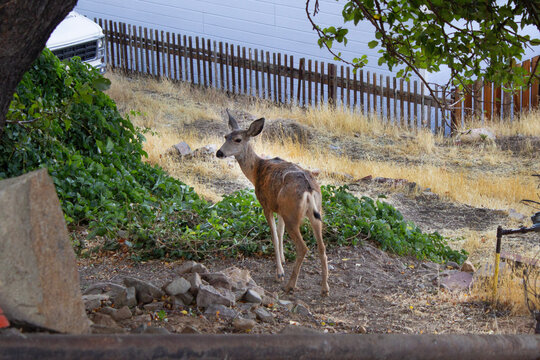 peque&ntilde;o venado descubierto mientras com&iacute;a