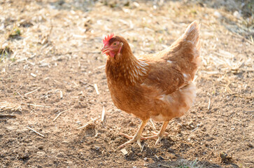 chicken in organic farm