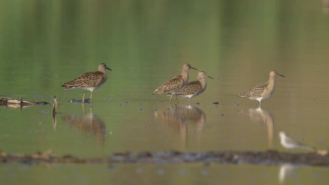 A flock of birds Ruff  (Philomachus pugnax) rests in shallow water and preens its feathers. Wildlife. Slow motion.