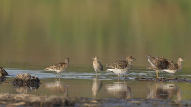 A flock of birds Ruff  (Philomachus pugnax) rests in shallow water and preens its feathers. Wildlife. Slow motion.