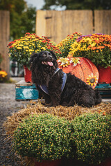 October Dog Portrait on bale of hay and potted flowers