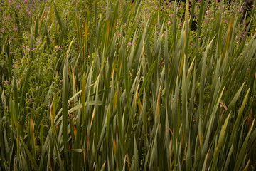 Obraz premium grass in the wind