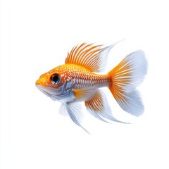 Colorful Fish with Beautiful Fins on White Background
