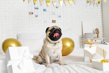 Cute pug dog celebrating birthday at home