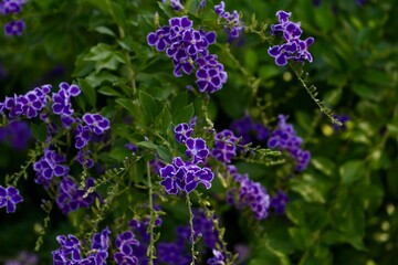 DURANTA ERECTA PURPLE FLOWER with green background