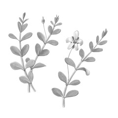 Bacopa monnieri or Waterhyssop Hand Drawn Botanical Pencil Illustration Isolated on White with Clipping Path