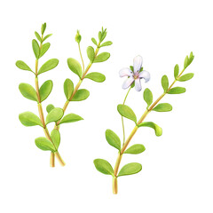 Bacopa monnieri or Waterhyssop Hand Drawn Botanical Pencil Illustration Isolated on White with Clipping Path