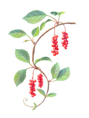 Schisandra or Magnolia Vines Hand Drawn Botanical Pencil Illustration Isolated on White with Clipping Path