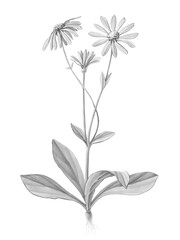 Arnica Montana Hand Drawn Botanical Pencil Illustration Isolated on White with Clipping Path