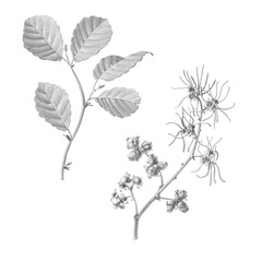 Witch Hazel hand drawn botanical pencil illustration that includes leaves, flowers and fruit Isolated on white with clipping path