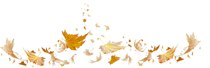 leaves traveling wind air autumn transparent background  folliage