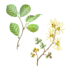 Witch Hazel hand drawn botanical pencil illustration that includes leaves, flowers and fruit Isolated on white with clipping path © Anna Repp