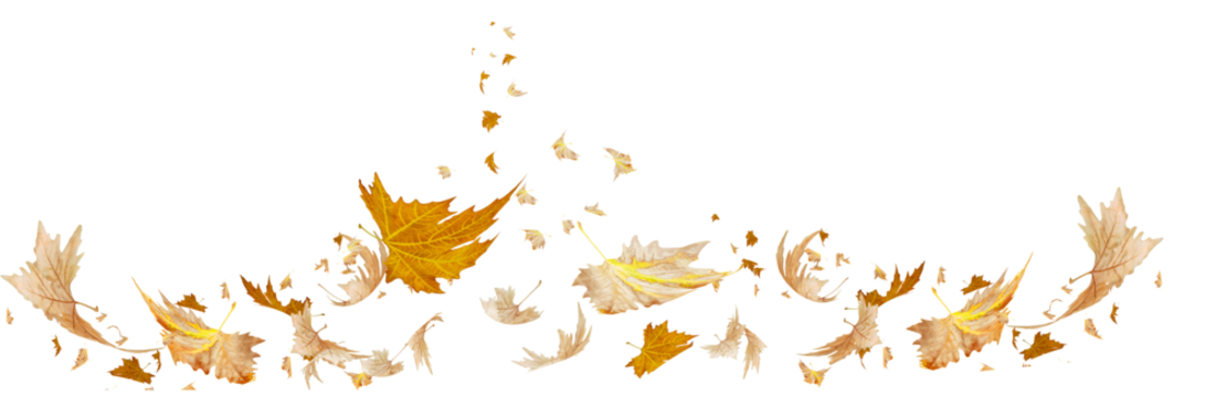 leaves traveling wind air autumn transparent background  folliage