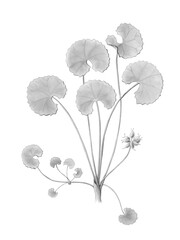 Gotu Kola AKA Centella asiatica Hand Drawn Botanical Pencil Illustration Isolated on White with Clipping Path