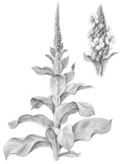 Mullein Hand Drawn Botanical Pencil Illustration Isolated on White with Clipping Path