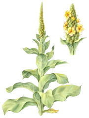 Mullein Hand Drawn Botanical Pencil Illustration Isolated on White with Clipping Path
