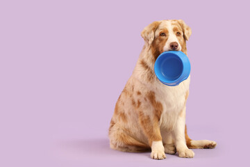 Cute Australian Shepherd dog with empty bowl on lilac background