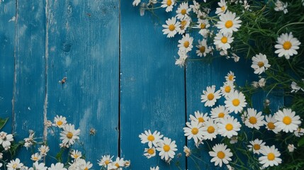 Obraz premium White wildflowers on blue wood