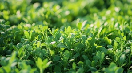 Fototapeta premium Spring blooms meadow: vibrant foliage in springtime sun