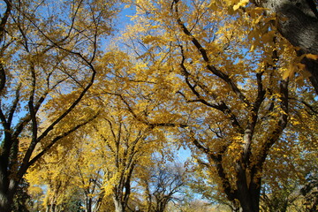 Fototapeta premium autumn trees in the park