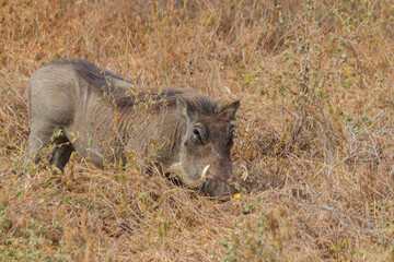 Common warthog (Phacochoerus africanus) in savanna in Tarangire national park, Tanzania