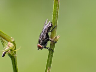 house fly on plant stem with blur background