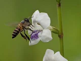 Bees are sucking the nectar of Asystasia gangetica flowers