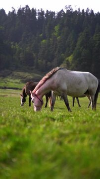 Horses grazing in the stunning Greenery meadow of Khaptad National Park, Farwest Nepal, Himalayan Region, Vertical Shot