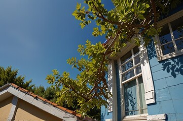 Obraz premium Branch and leaves of tree on blue sky background over house
