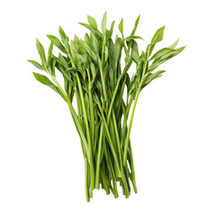 Fototapeta premium Fresh Green Spinach Stems on White Background Isolate on a White Background Transparent Background