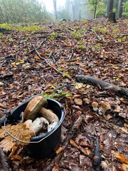 autumn leaves on the ground