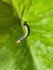 nature,insects,cutterpiller,moth,animals,foods