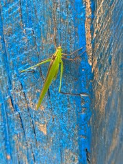 nature,insects,cutterpiller,moth,animals,foods