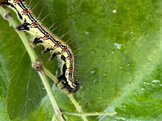 nature,foods,insects,moth,cutterpiller