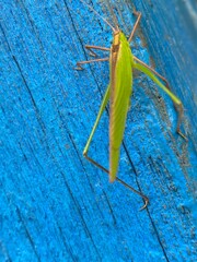 nature,foods,insects,moth,cutterpiller