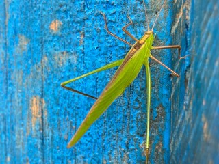 nature,foods,insects,moth,cutterpiller