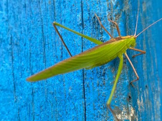 nature,foods,insects,moth,cutterpiller