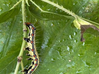 nature,foods,insects,moth,cutterpiller