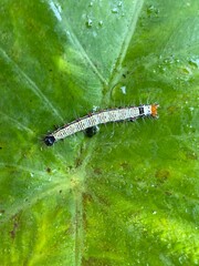 nature,foods,insects,moth,cutterpiller