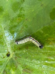 foods,white,vegetables,flowers,pink.moth