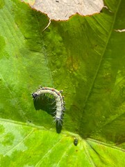 nature,foods,insects,moth,cutterpiller