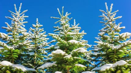 Snow-Covered Evergreen Trees Against a Clear Blue Sky