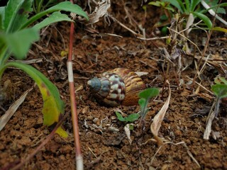 Snail shell in the garden 