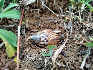 Snail shell in the garden 