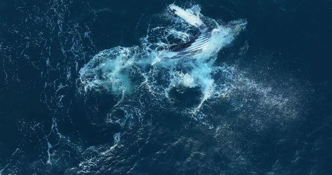 Whale breeches playfully